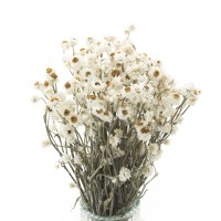 Dried ammobium - dried flowers