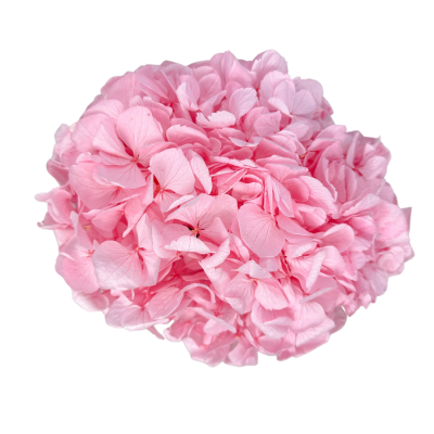 Stabilisierte Hortensie hellrosa Premium