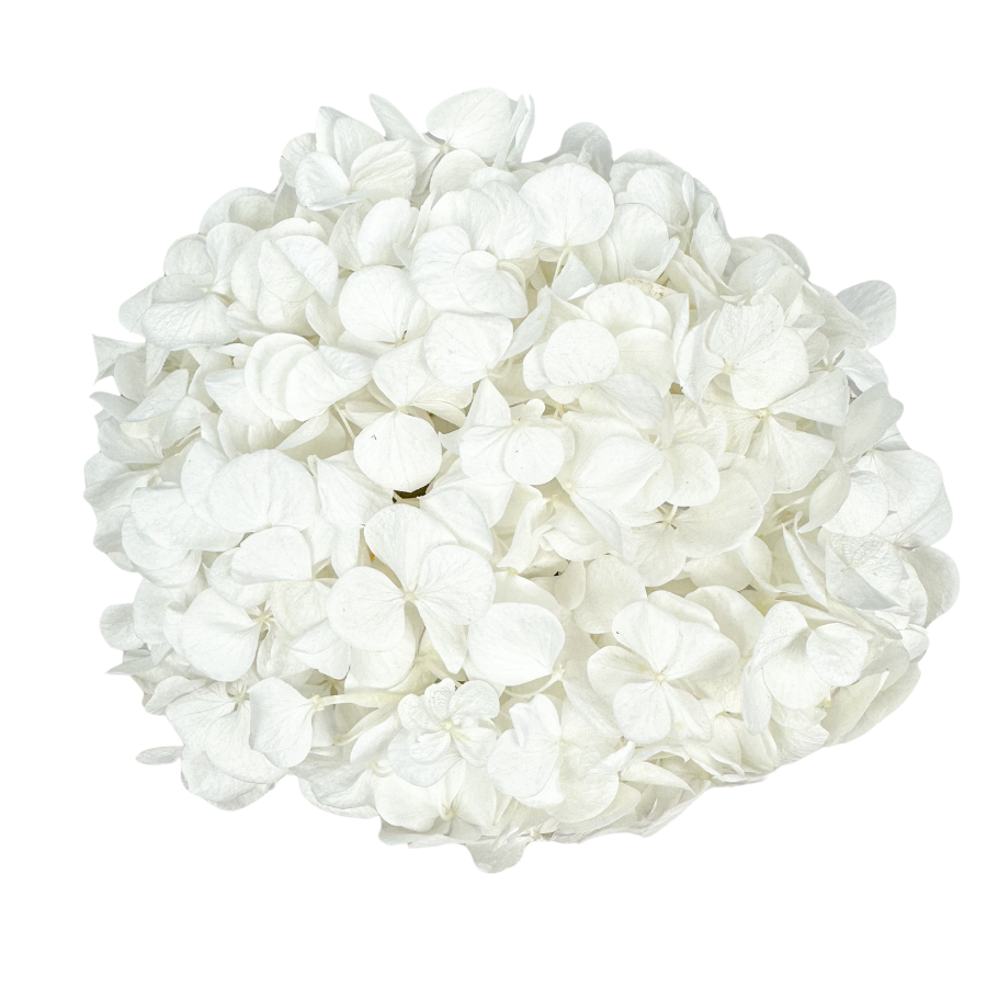 Preserved bleached hydrangea