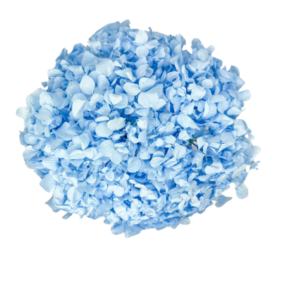 Stabilisierte Hortensie hellblau Premium