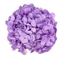Stabilisierte Hortensie hellviolett Premium
