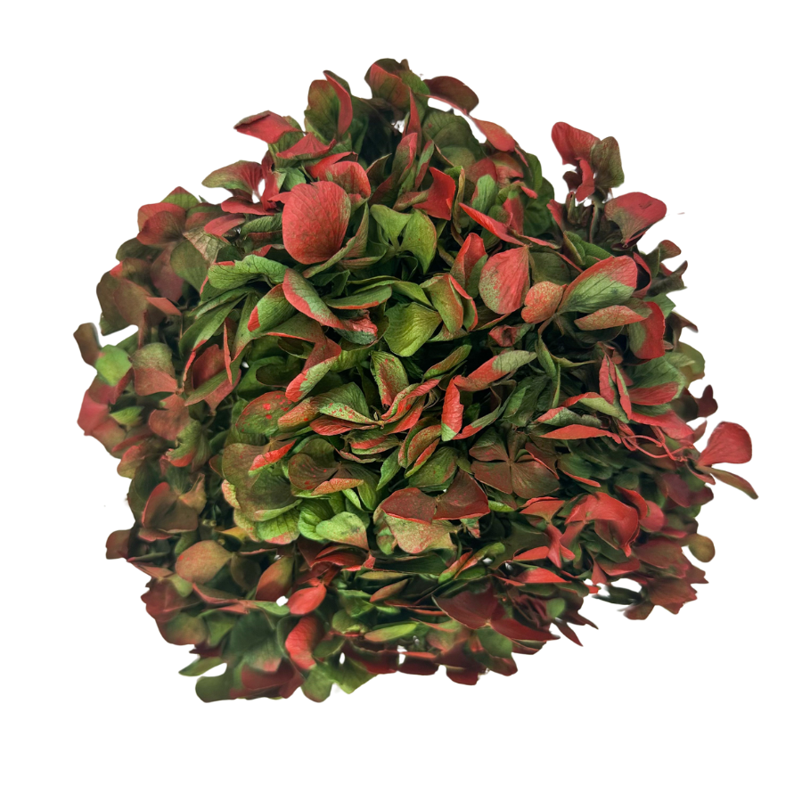 Stabilisierte Hortensie zweifarbig grün & rot
