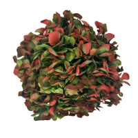 Stabilisierte Hortensie zweifarbig grün & rot
