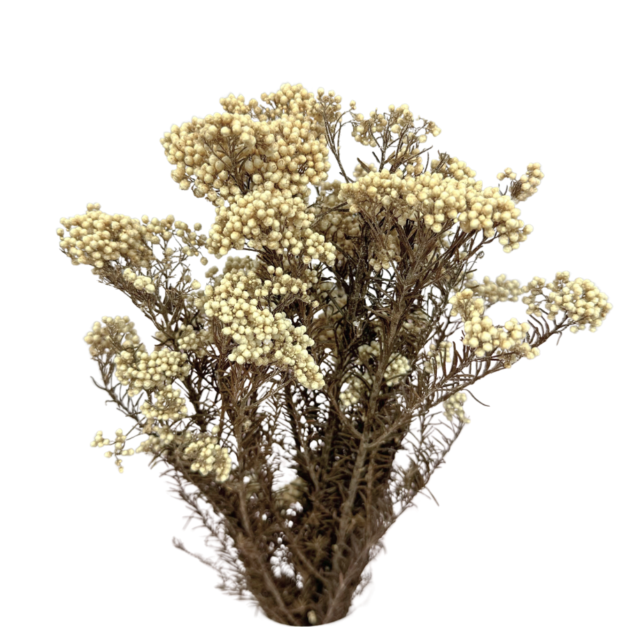 Reisblume (Ozothamnus) weiß – stabilisierte Blumen – Strauß