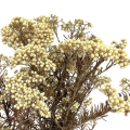 Kwiat ryżu (Ozothamnus) biały