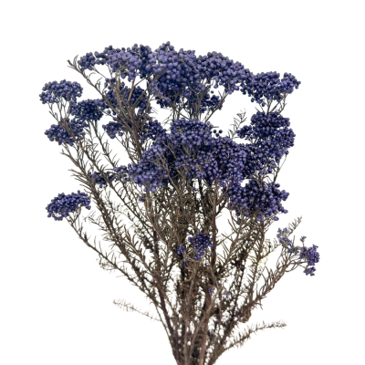 Reisblume (Ozothamnus) dunkelblau – stabilisierte Blumen – Strauß