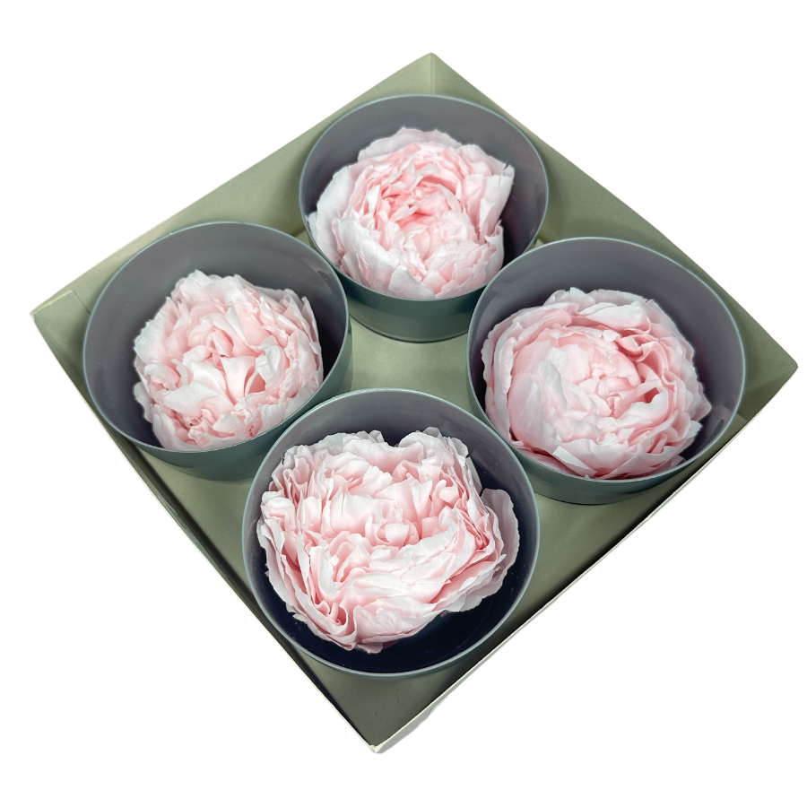Preserved peony light pink 4 pcs.