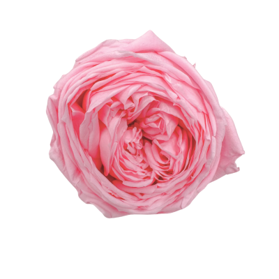 Stabilisierte Gartenrose hellrosa – ewige Rosen 1 Stück
