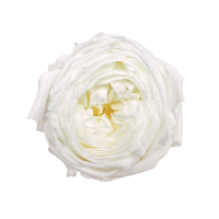 Stabilisierte Gartenrose weiß – ewige Rosen 1 Stück