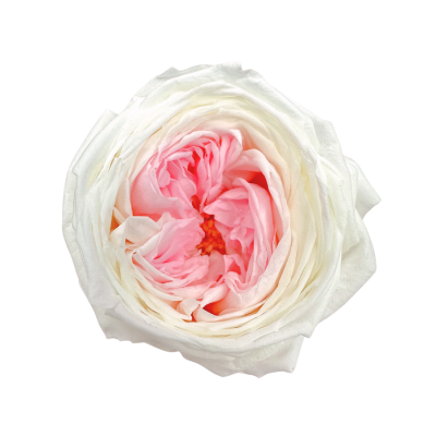 Stabilisierte Gartenrose weiß-rosa – ewige Rosen 1 Stück