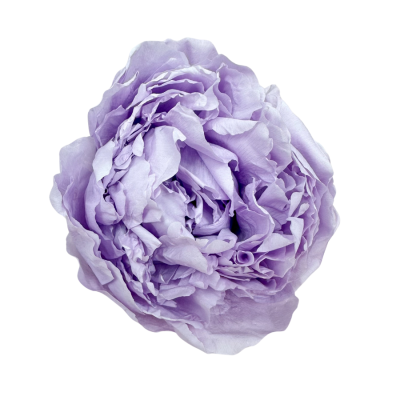 Stabilisierte Pfingstrose, lila, 1 Stück – stabilisierte Blumen