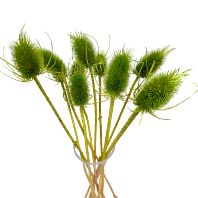 Getrockneter grüner Distel - Borsten - 10 Stück