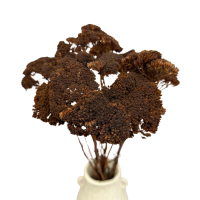Getrockneter brauner Schafgarbenstrauch (Achillea) – getrocknete Blumen