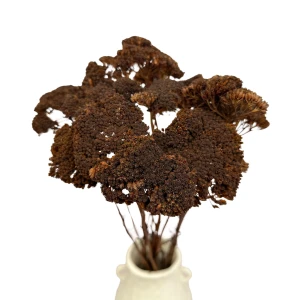 Getrockneter brauner Schafgarbenstrauch (Achillea) – getrocknete Blumen