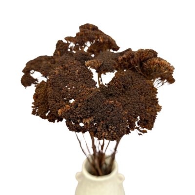 Getrockneter brauner Schafgarbenstrauch (Achillea) – getrocknete Blumen