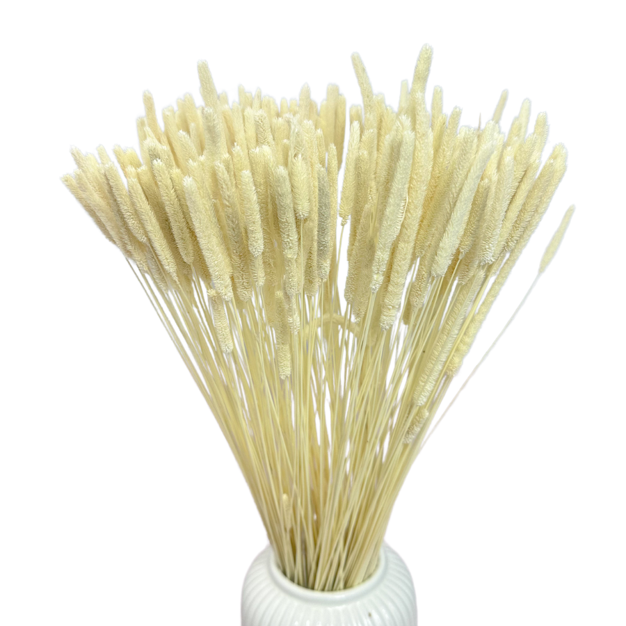 Getrocknetes Phleum (Timotheusgras) gebleicht 100 g – getrocknete Gräser