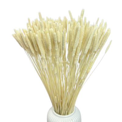 Getrocknetes Phleum (Timotheusgras) gebleicht 100 g – getrocknete Gräser