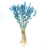Lagurus niebieski (blue ivy)