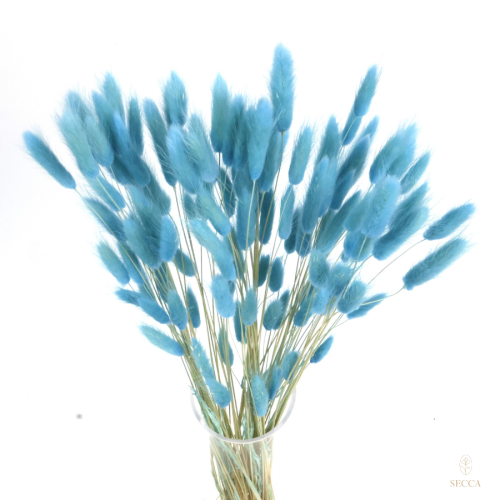 Lagurus niebieski (blue ivy)