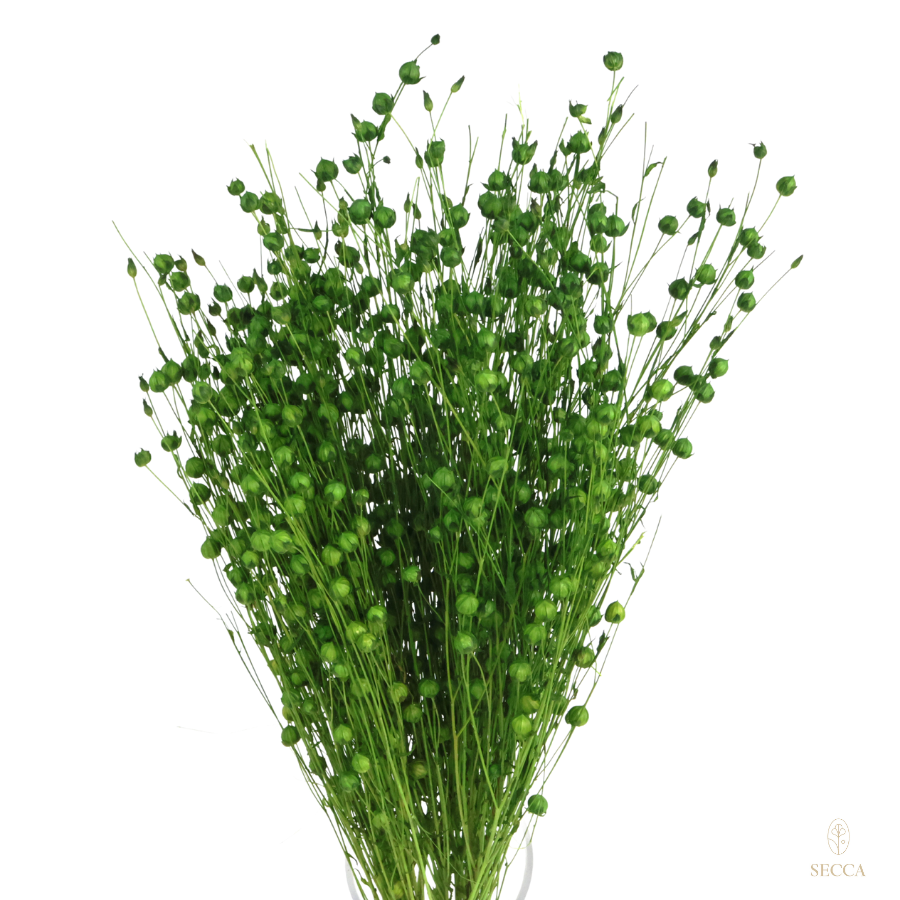 Getrockneter grüner Flachs – Strauß  90 g – getrocknete Blumen