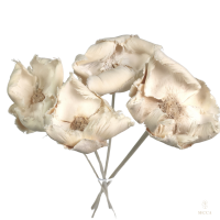 Gebleichte Walnussblüte – getrockneter Palm Cup