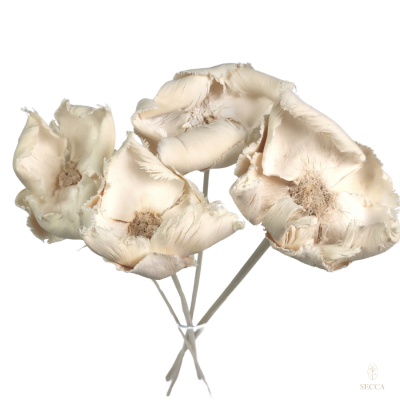 Gebleichte Walnussblüte – getrockneter Palm Cup