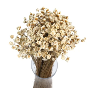 Getrocknete natürliche Gliksia, Gliksia 50 g – getrocknete Blumen