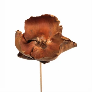 Natürliche Walnussblüte – getrockneter Palm Cup
