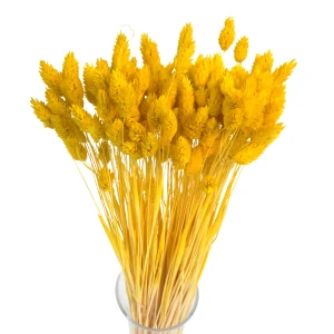 Getrocknetes gelbes Phalaris – Kanarenkraut – 90 Stück