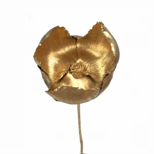 Goldfarbene Walnussblüte – getrockneter Palm Cup