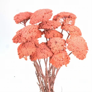 Getrockneter Pfirsich-Schafgarbenblüten (Achillea) – getrocknete Blüten