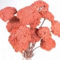 Krwawnik suszony brzoskwiniowy (Achillea)