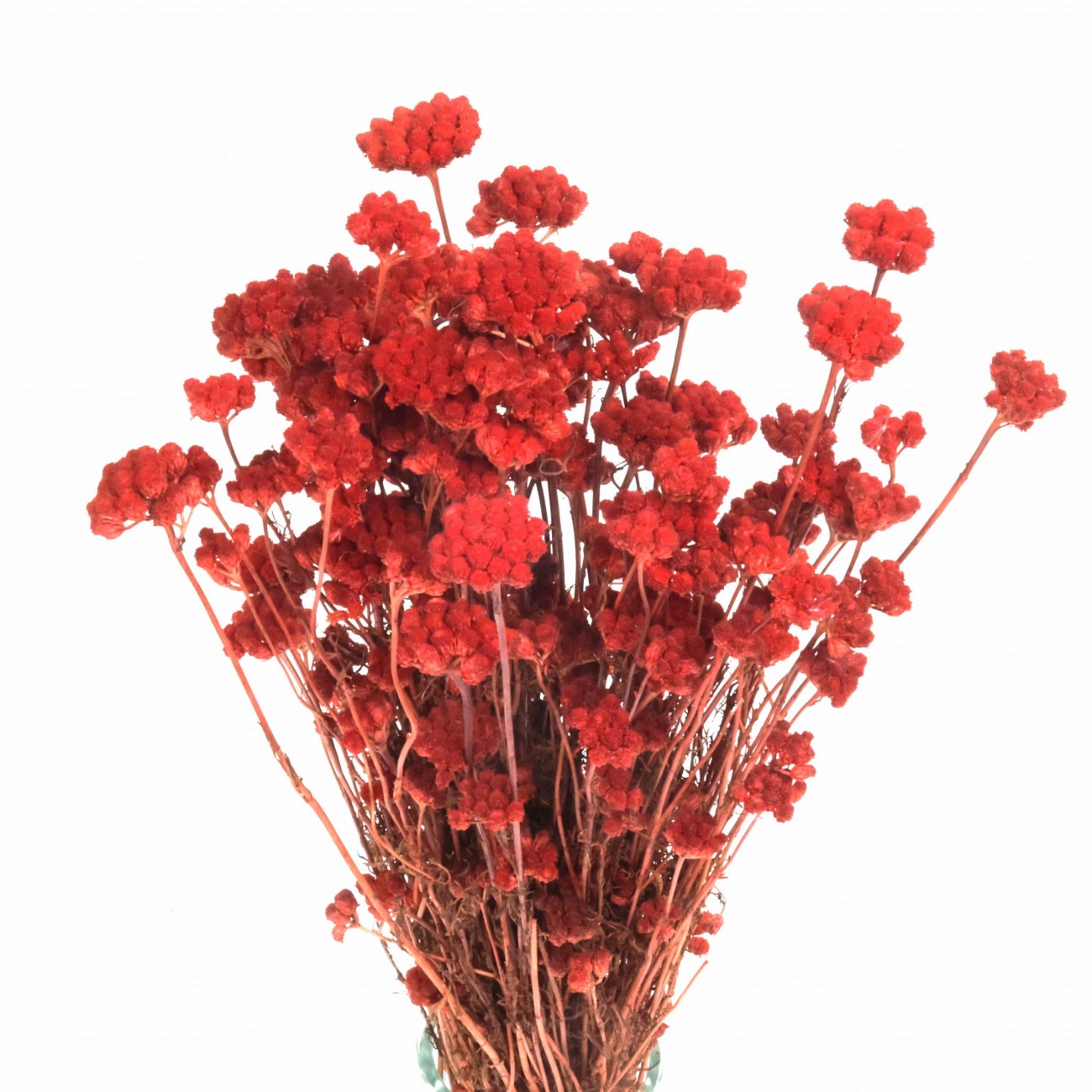 Rote Lonas – getrocknete Blüten – Strauß