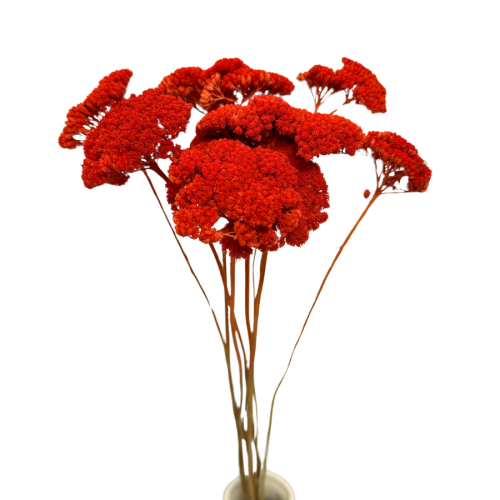 krwaw orang (2).png