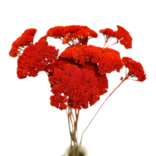 krwaw orang.png