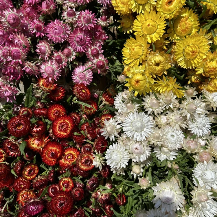 Suszona kocanka czerwona (Helichrysum) 100g - bukiet