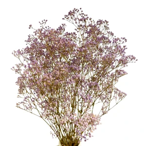 Stabilisierte hellviolette Gipskraut - Strauß