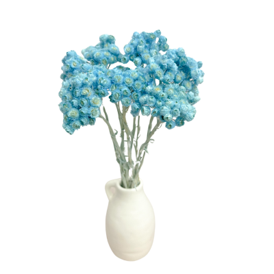 Getrocknete blaue Sand-Strohblume (Helichrysum) – getrocknete Blüten