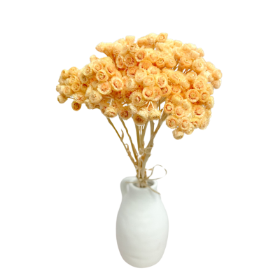 Getrocknete Sand-Strohblume pfirsichfarben (Helichrysum) – getrocknete Blüten