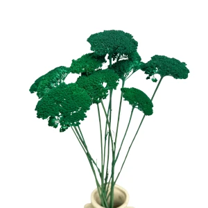 Getrockneter Schafgarbenblüten (Achillea) – getrocknete Blumen