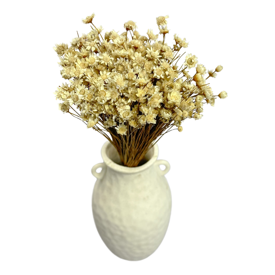 Dried flowers glixia natural - outlet