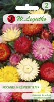 Helichrysum seeds, mix of colors - flowers for dry bouquets