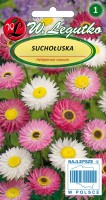 Acroclinium seeds, mix of colors  - flowers for dry bouquets