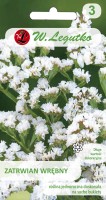 White statice seeds - flowers for dry bouquets
