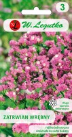 Pink statice seeds - flowers for dry bouquets