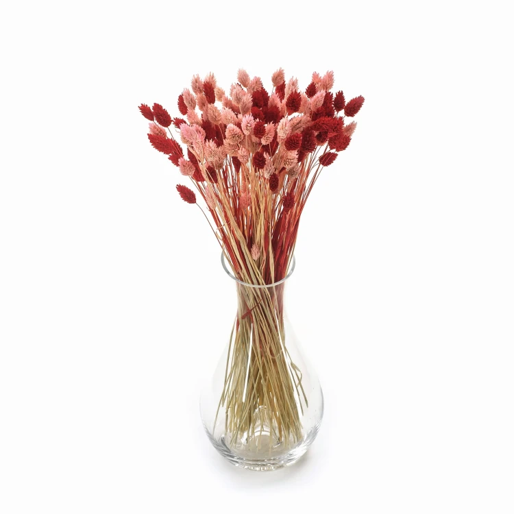 Phalaris Duo Red&Pink