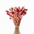 Phalaris Duo Red&Pink