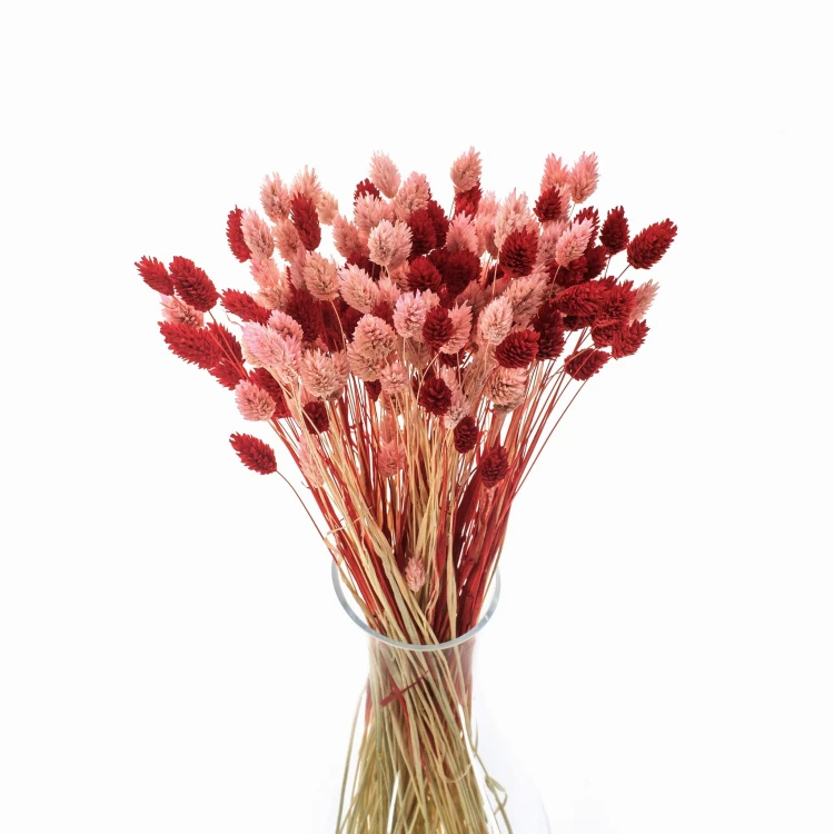 Phalaris Duo Red&Pink