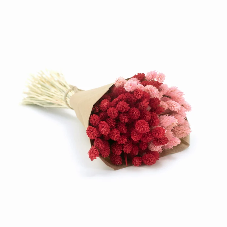 Phalaris Duo Red&Pink