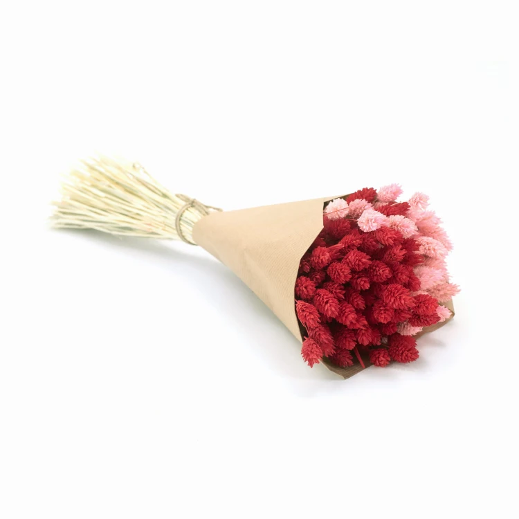 Phalaris Duo Red&Pink